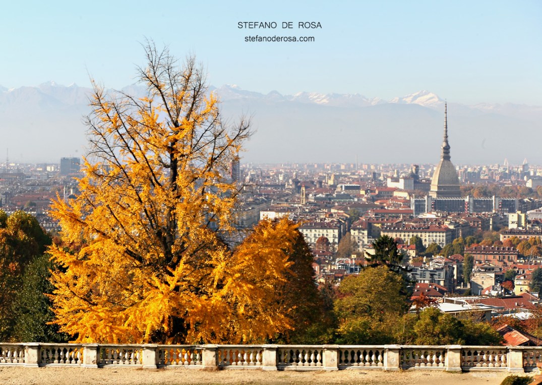 Ginkgo Biloba con Mole