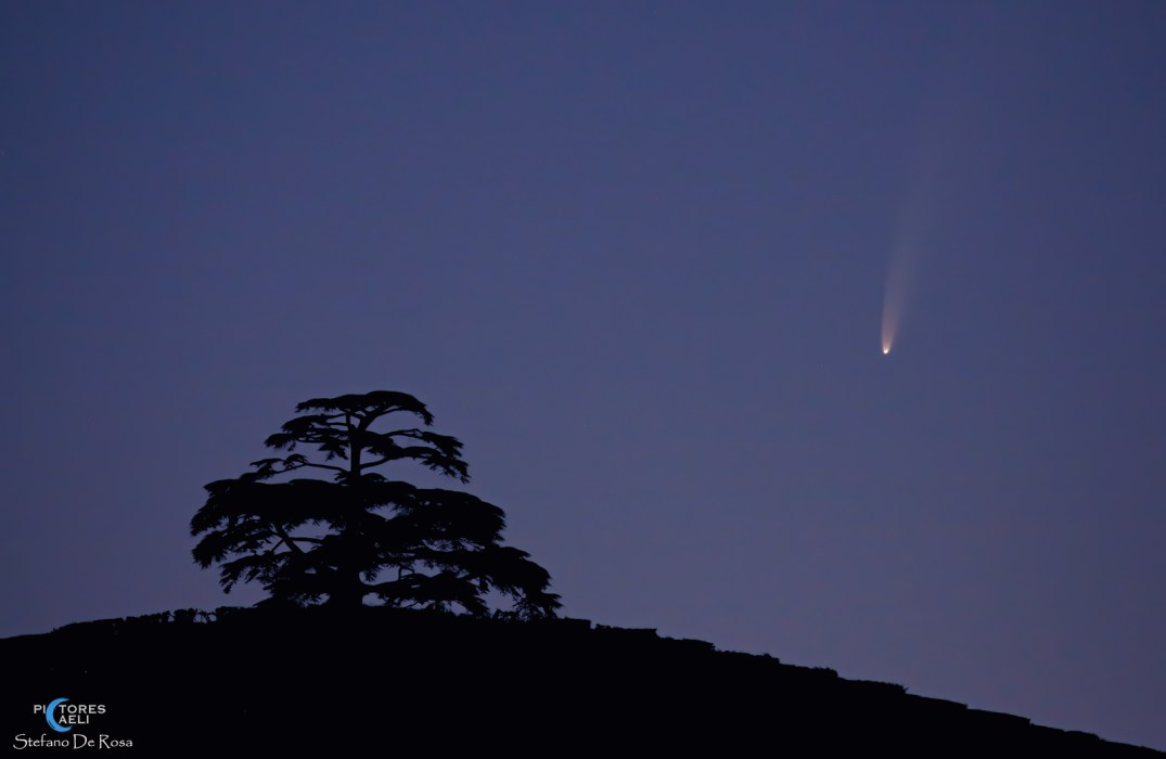 Comet Neowise e Cedro del Libano